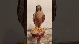 Red naped shaheen falcon pakistan [upl. by Ashleigh645]