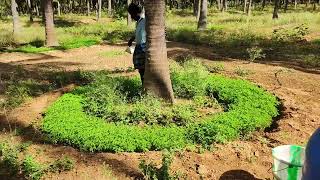 Biofertilizers Application to Coconut Green manure Daincha [upl. by Cordeelia]