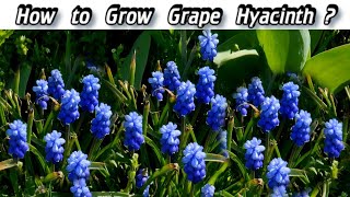 How to Grow Muscari  Planting Grape Hyacinth [upl. by Kelly459]