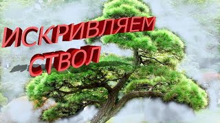 НИВАКИ из сосны ЗАМЕНА МАКУШКИ Искривляем ствол [upl. by Cloe]