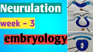 3rd week embryology neurulation  neural plate neural crest neural fold neural tube [upl. by Minor]