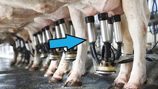 The Process of Milk Production From Cow to Carton [upl. by Trever]