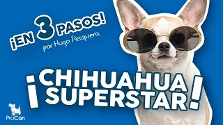 Cuidados de tu perro CHIHUAHUA✂ 🐶¿Cómo cepillar a un perro de pelo corto si suelta mucho pelo [upl. by Nivanod]