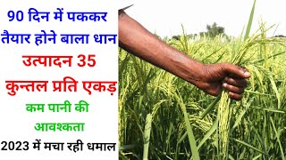 90 दिन में पककर तैयार होने धान की वैरायटी। 90 din me pakkar taiyar hone bali paddy dhan [upl. by Harlin279]