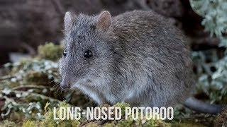 Longnosed Potoroo  Conservation Ecology Centre  Cape Otway [upl. by Naylor]