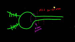 Axon Hillock vs Axon Initial Segment AIS [upl. by Abbott954]