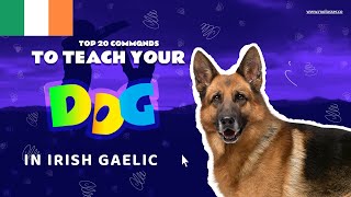 Teach Your Dog Commands In Irish Gaelic 20 Common Words [upl. by Pudens]