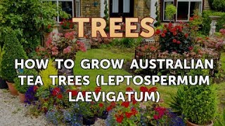 How to Grow Australian Tea Trees Leptospermum laevigatum [upl. by Ayila]