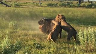 Lions attack buffalo in Okavanga Delta Botswana ampBeyond Xudum Lodge [upl. by Nnainot]