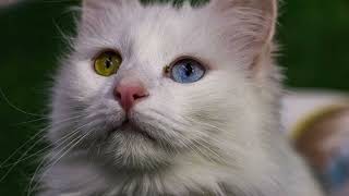 Turkish Angora Cat Information and Personality Traits [upl. by Yngiram]