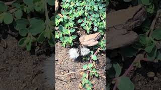 Thistledown Velvet Ant [upl. by Corrianne]