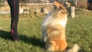 Collie rough sheltie  Dog Dancing Song Verona  Hey Boy [upl. by Ellegna]