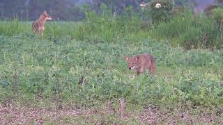 The Best Selffilmed Coyote Hunting Compilation 4K [upl. by Dalis550]