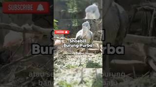 Burung Shoebill shoebill burung faktaunikhewan feedshorts shorts trendingshorts shortsviral [upl. by Kemeny]