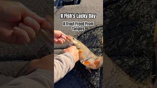 🐟Trout Freed from Tangles at Donner Lake CA 🎣 trout troutfishing fishing luckyday [upl. by Ynotna]