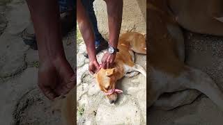 Vitamin injection tha😇shortvideo feedingstraydogs [upl. by Giarg]