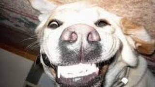 Funny smiling and chattering cats and dogs  Funny and cute animal compillation [upl. by Seaton54]