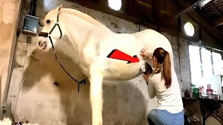 🐴HORSE HAIRCUT How Trim and Cut WHITE Hors [upl. by Boak]