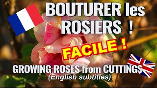 Bouturer un rosier  méthode facile pour débutants Rose cuttings [upl. by Sherrard156]