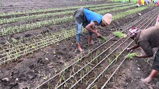 How to transplant onion seedlings on drip lines [upl. by Idet]