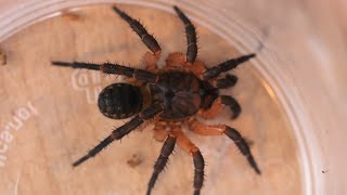 Trapdoor Spider catching prey in SLOW MOTION Liphistius ornatus [upl. by Cris964]