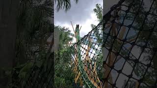 Busch Gardens Cheetah Hunt shortsvideoshortsfeed buschgardenstamparollercoaster buschgardens [upl. by Pedrotti]