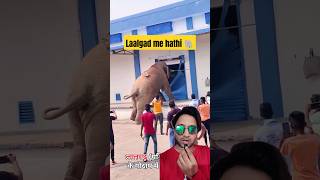 Crazy Elephant breaking Shop Shutter shorts elephant wildlife [upl. by Richter]