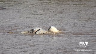 Zebra survives 3 Crocodiles Death Roll [upl. by Yrovi]