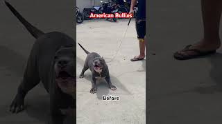 AMERICAN BULLIES  BEFORE VS AFTER 🔥❤️ americanbully dogs [upl. by Bick]