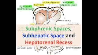 Subphrenic and Subhepatic Spaces and Hepatorenal Recess [upl. by Ellevehc723]