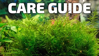 How to Care for Java Moss  Perfect Plant for Breeding Fish [upl. by Duster]