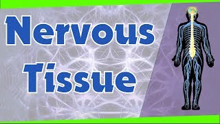 Nervous Tissue  Types of Neurons  Biology  Science  Letstute [upl. by Averill]