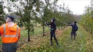 Gaulage des pommes à cidre Lalobbe [upl. by Legir]