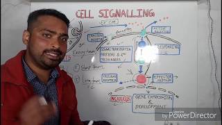 Cell Signaling  Signal Transduction pathways [upl. by Jaf]