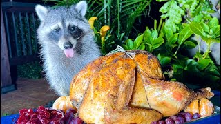 Wild Raccoons Celebrate Thanksgiving [upl. by Bendicta]