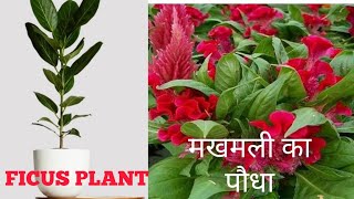 Ficus plant ki RepottingMakhmali ke podhe ki Repotting Plant care tips and tricks [upl. by Houghton]