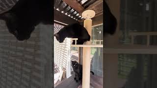 Watch Dean and his brothers explore their new catio catio  cat pets cats [upl. by Onia705]