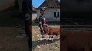 Sapine unik lek kandangsobatngarit sapi [upl. by Avron]