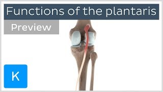 Functions of the plantaris muscle preview  3D Human Anatomy  Kenhub [upl. by Wilcox]