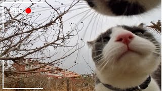 Camera On a CAT Hunting Birds and Meeting Furry Friends [upl. by Fayina]