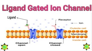 Ligand Gated Ion Channel Receptor [upl. by Caruso]