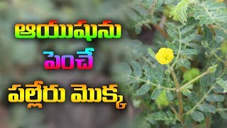 ఈ మొక్కతో ఇన్ని ఉపయోగాలా   పల్లేరు కాయ  palleru kaya benefits in telugu [upl. by Bolte902]