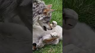 Wolves fighting wolf wolves wolf short wildlife [upl. by Mannie]