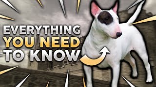 BULL TERRIER 101 Everything You Need To Know About Owning a Bull Terrier Puppy [upl. by Stavros]