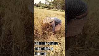 Farmer cutting rice plantsAmazing World Views [upl. by Elleuqram]