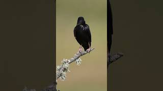 Spotless starling  Spain shorts wildlife birds [upl. by Milicent448]