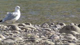 Ringed Billed Gull Going for a Stroll [upl. by Nnaj946]