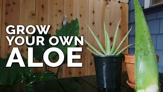 How to Grow Aloe Vera in Containers and Harvest Massive Leaves [upl. by Pryce]