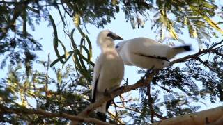 Bali Mynas Leucopsar rothschildi [upl. by Hatch707]