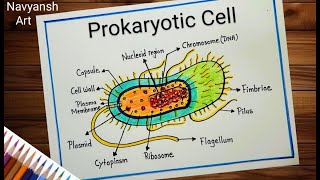 Prokaryotic Cell diagram drawing easy and step by step  How to draw and label Prokaryotic Cell [upl. by Higgs585]